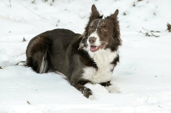 What Is the Optimal Exercise Routine for a Senior Border Collie with Arthritis?
