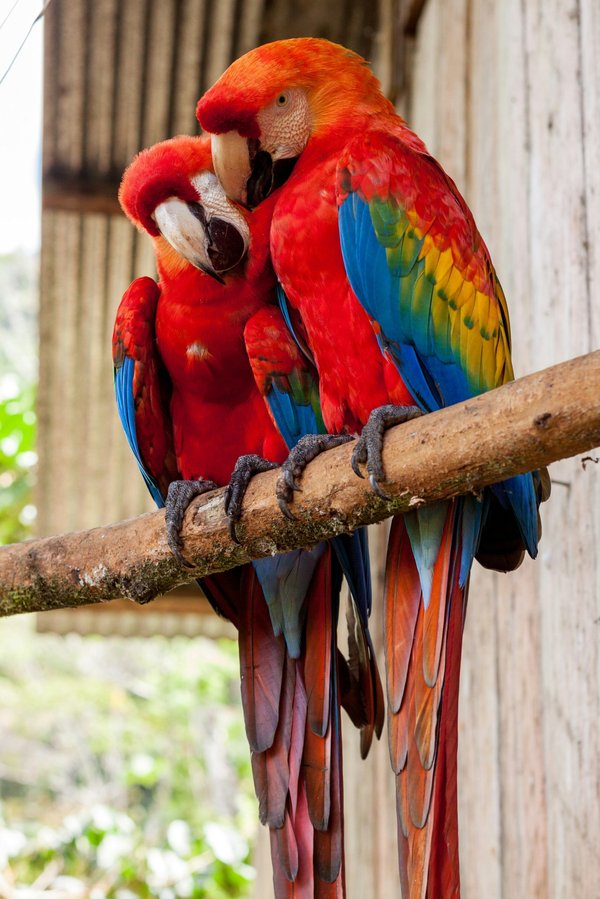 What Are the Best Strategies for Managing Separation Anxiety in Parrots?